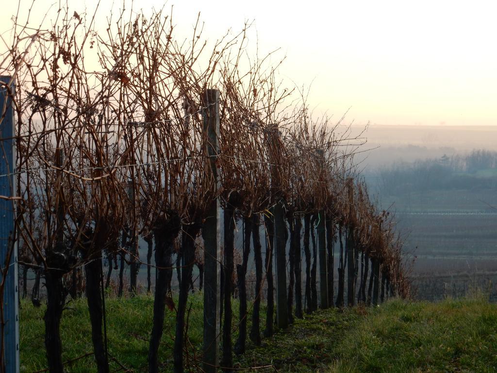 Pension Rudi - Weingut Kellner 호텔 Pulkau 외부 사진